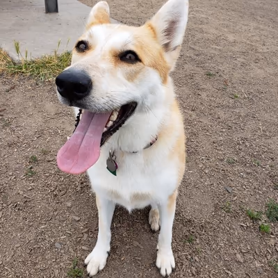 Deer Creek Village Dog Park photo 1
